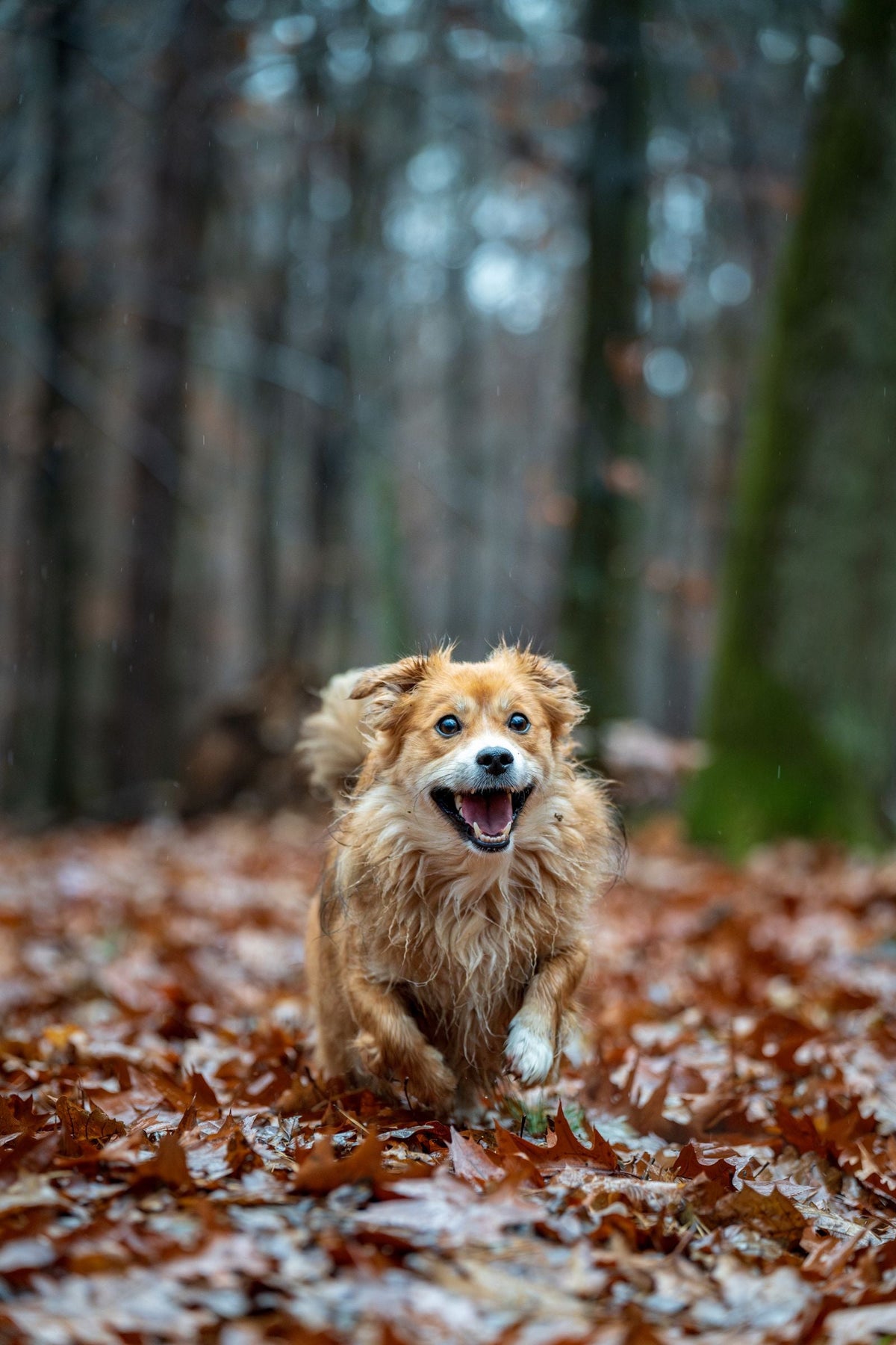 Happy dog running through autumn leaves