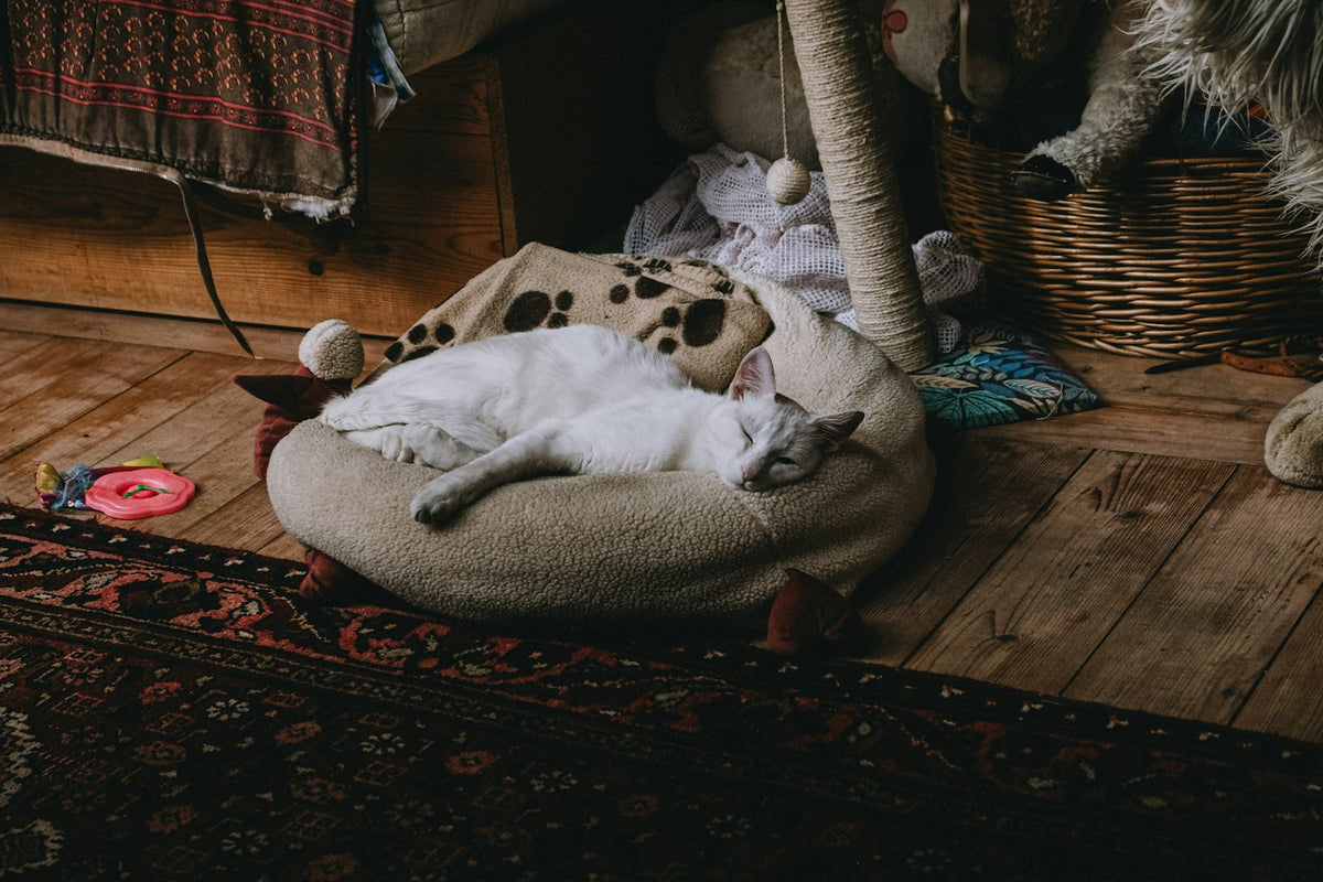 Light-coloured cat sleeping comfortably on a pet bed