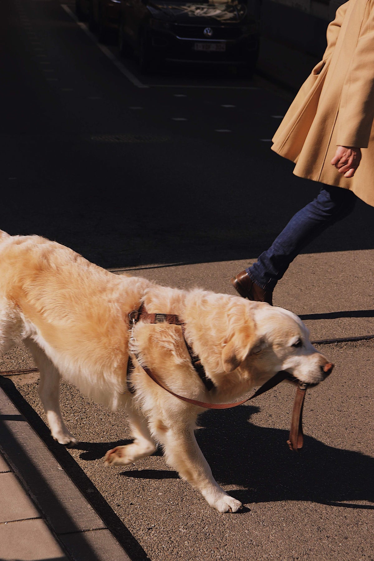 Golden Retriever walking outdoors while holding its leash