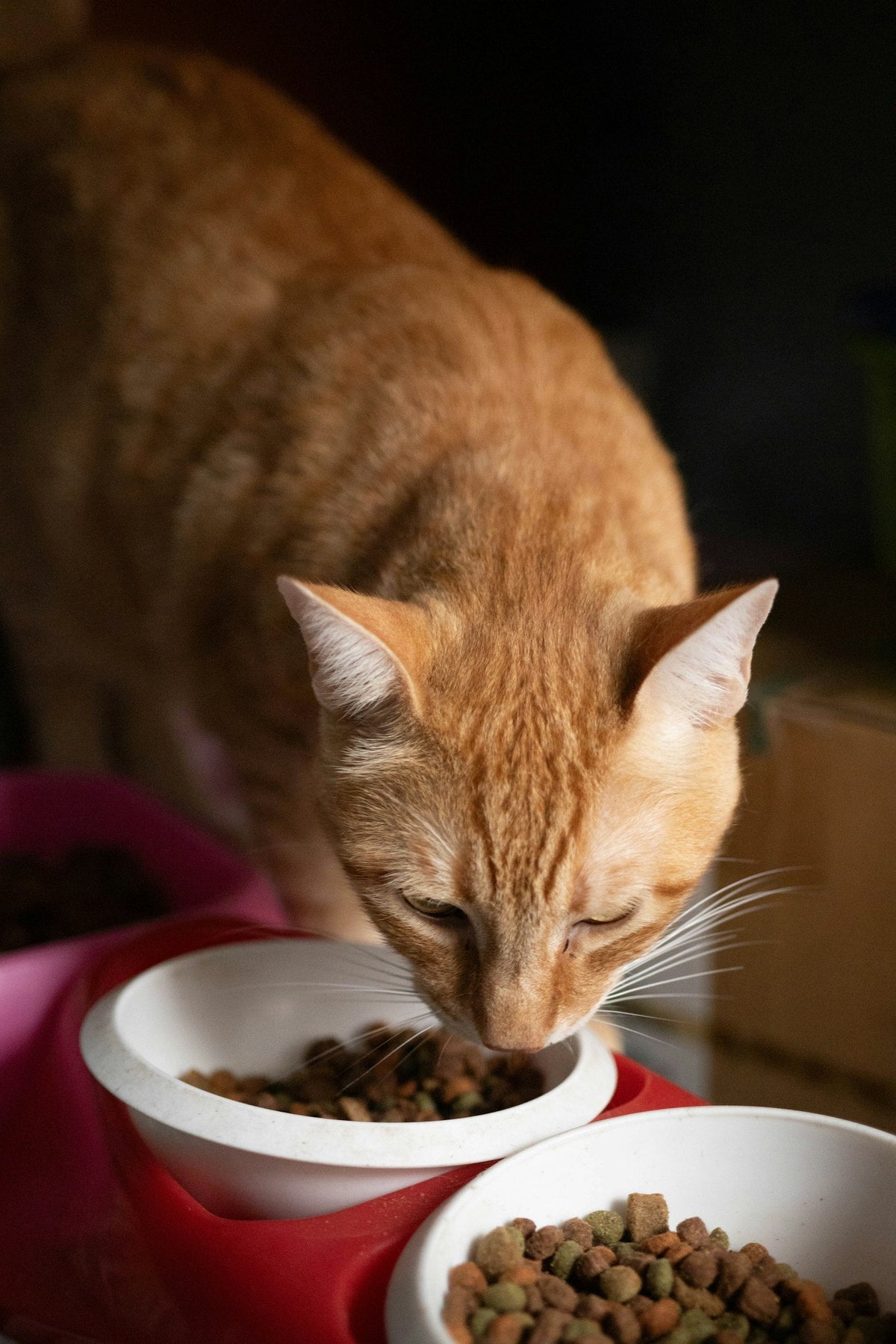 Orange cat eating from a food bowl at home