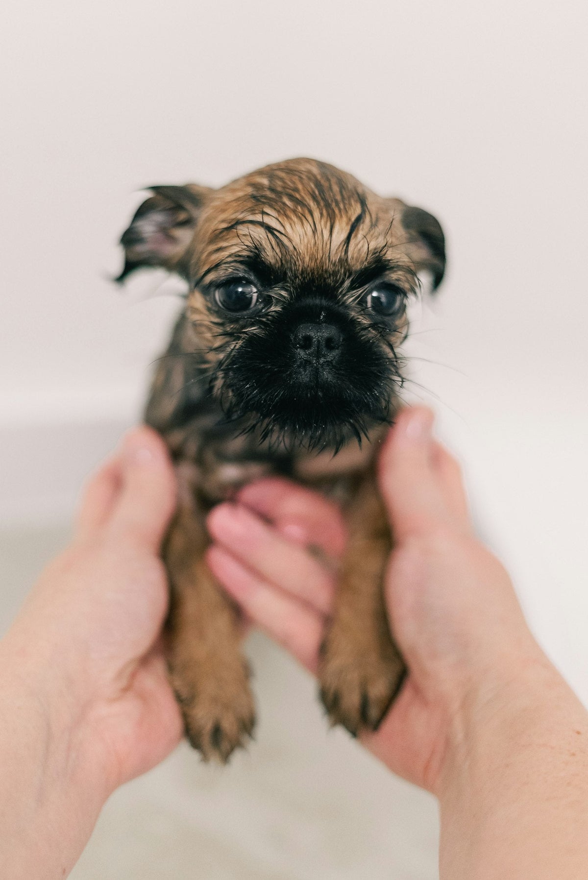 Small puppy being gently bathed during a grooming routine