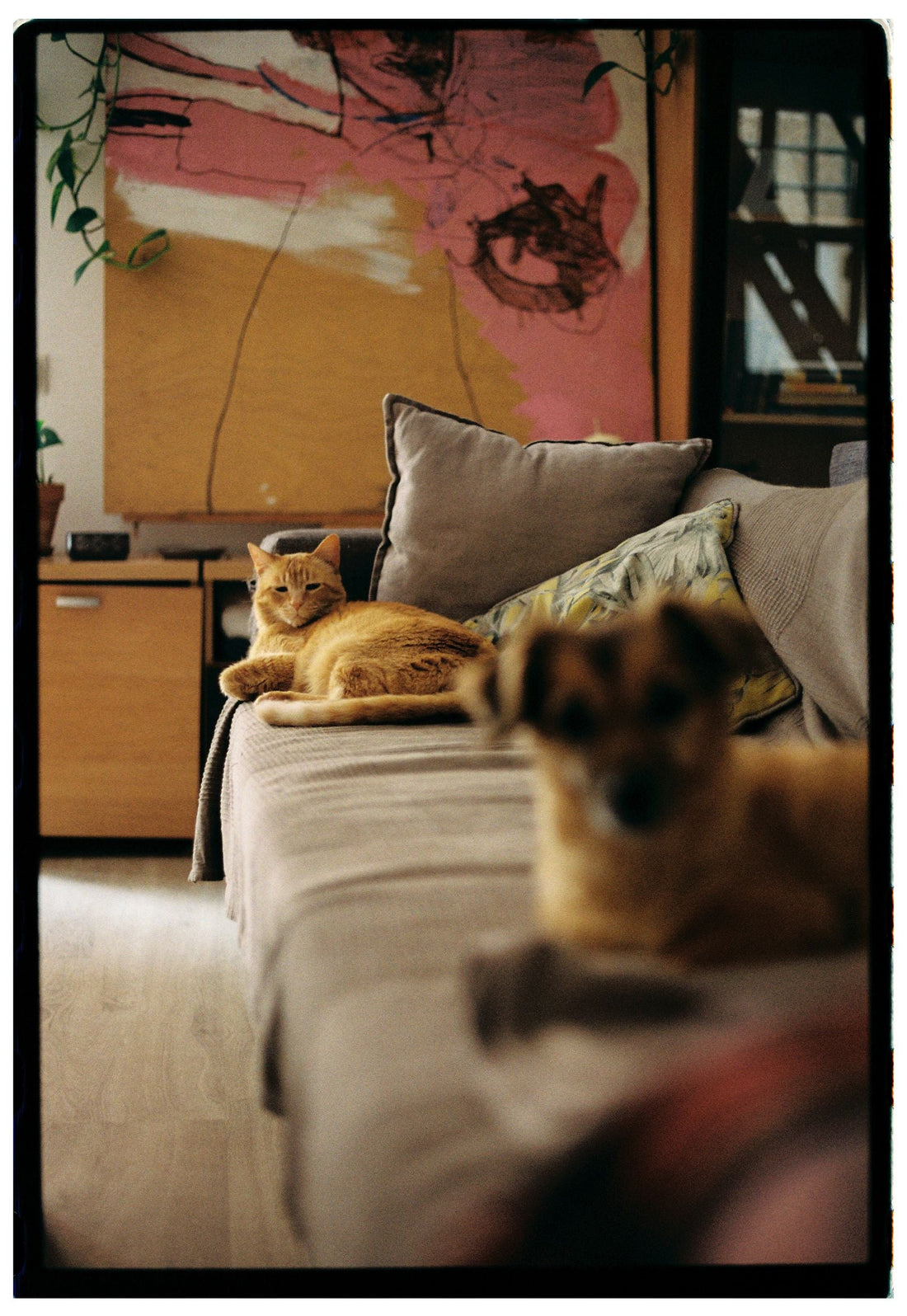 Cat and dog relaxing together in a warm home interior
