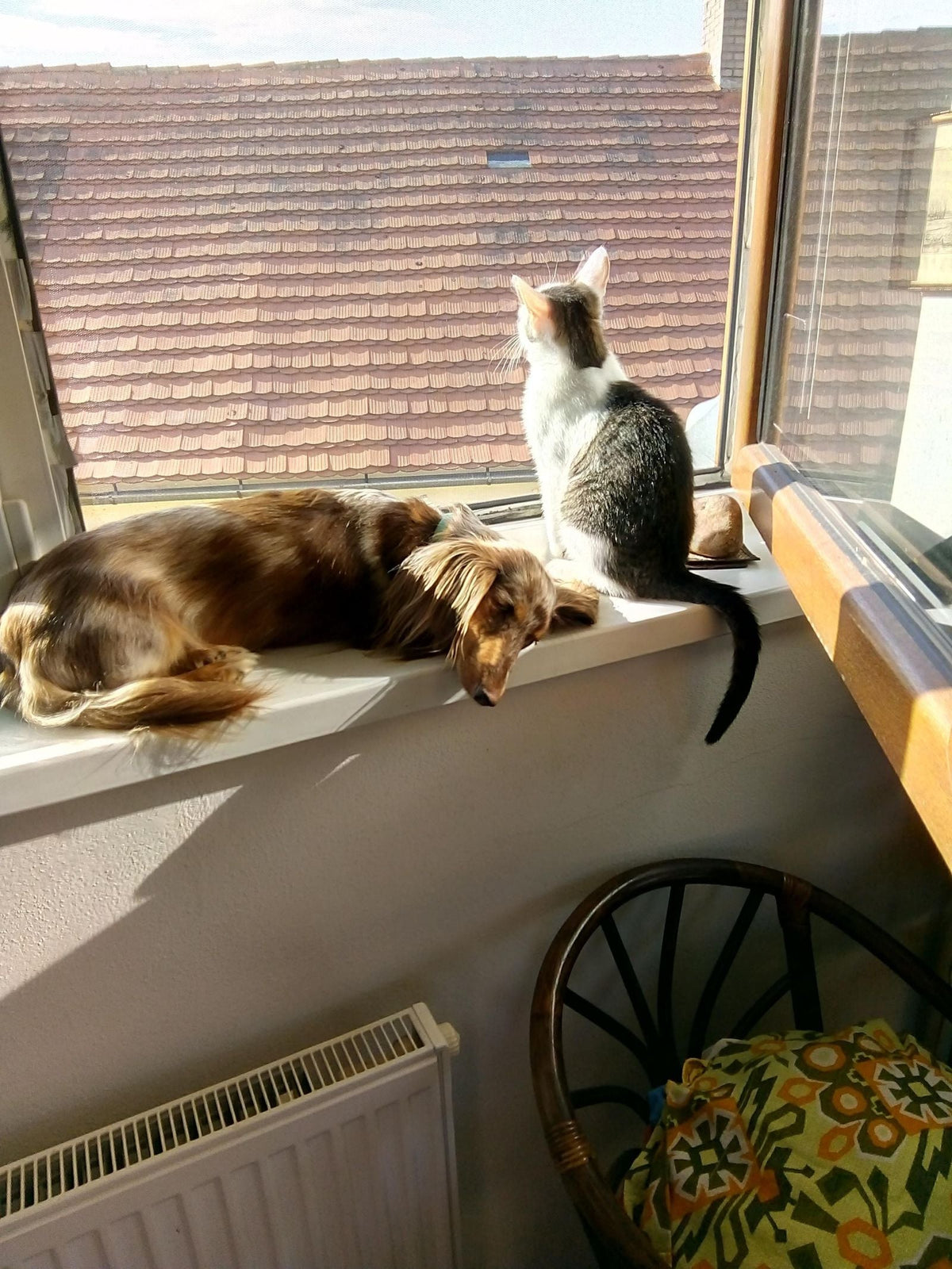 Cat and dog together by a bright window at home