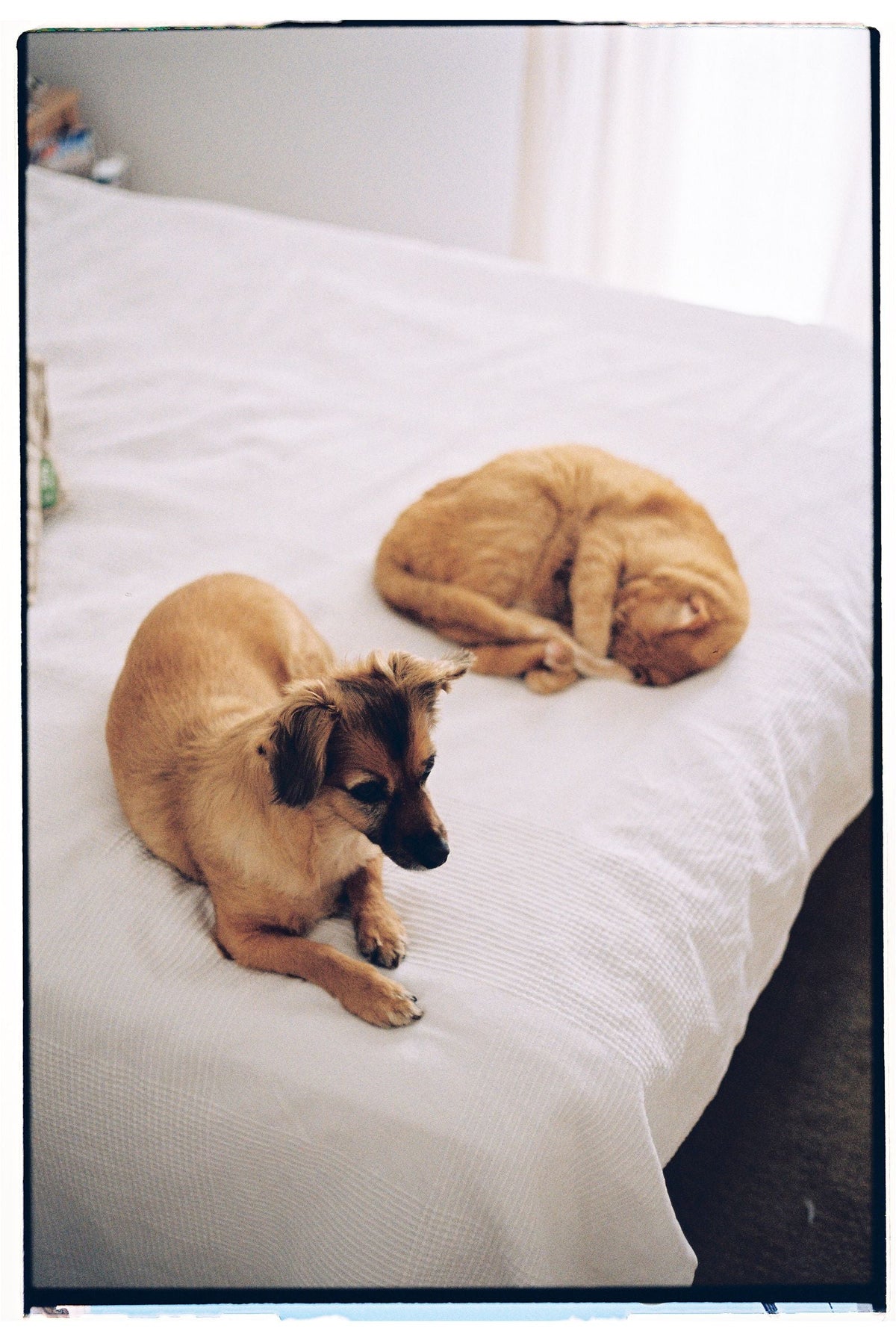 Cat and dog relaxing together on a bed at home
