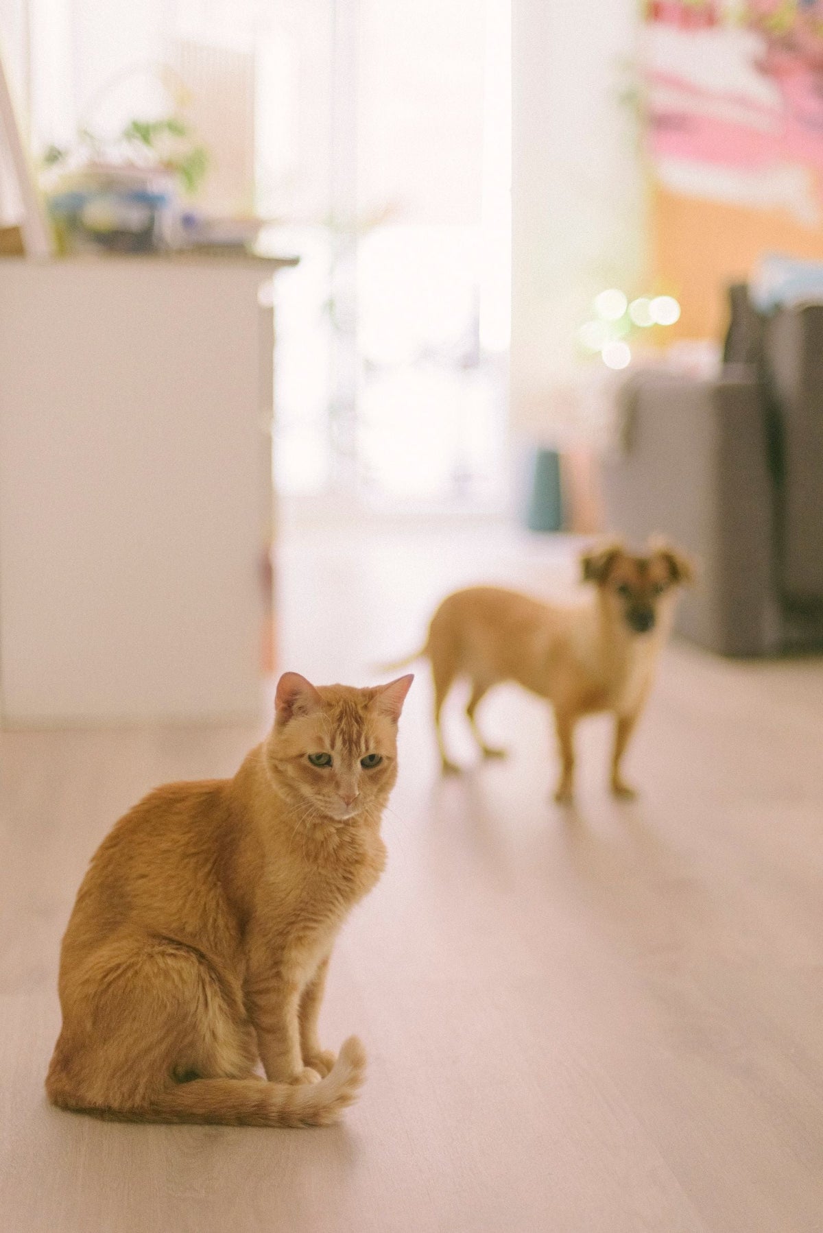 Cat and dog relaxing together at home
