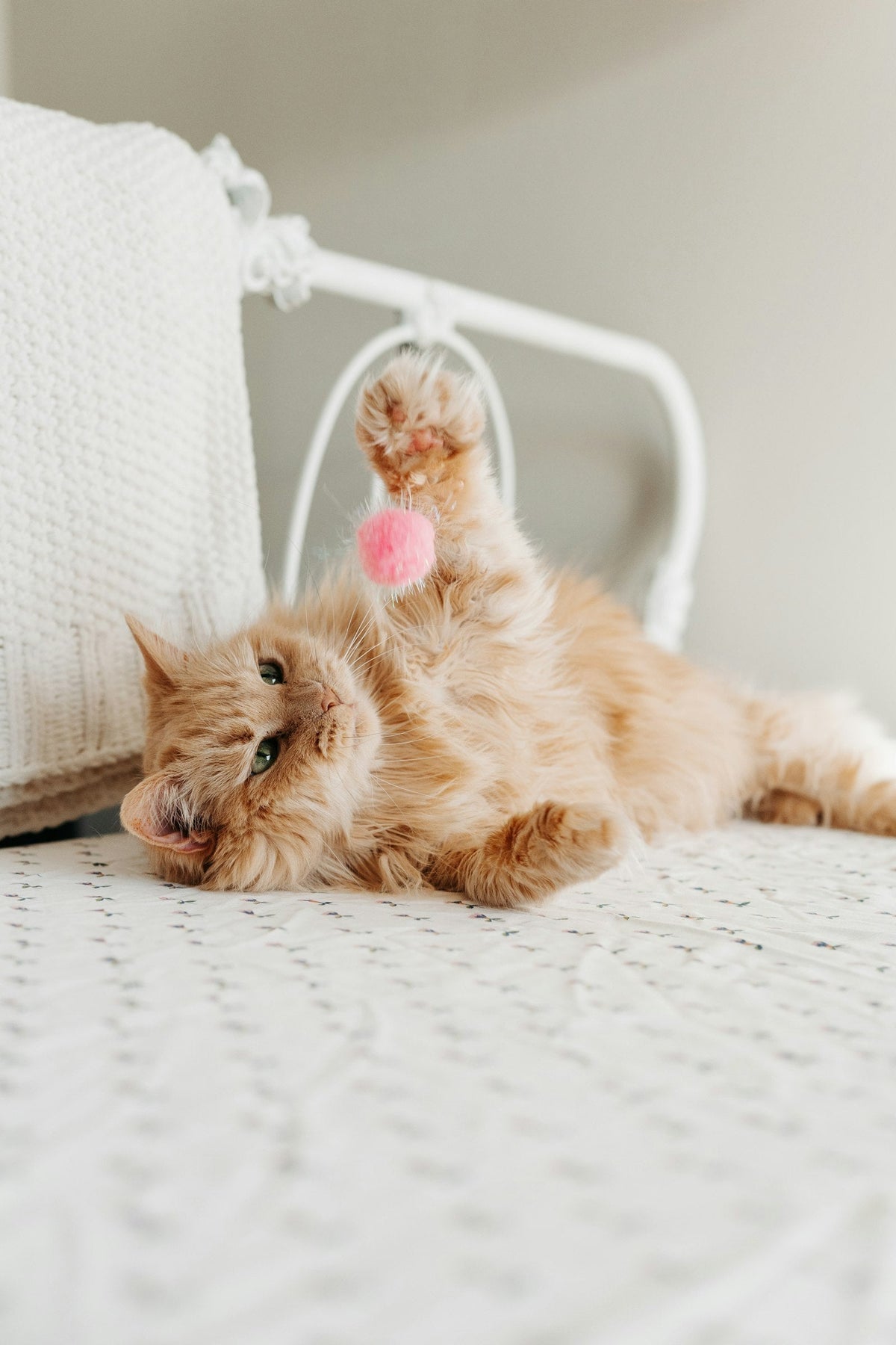 Fluffy orange cat playing with a toy indoors
