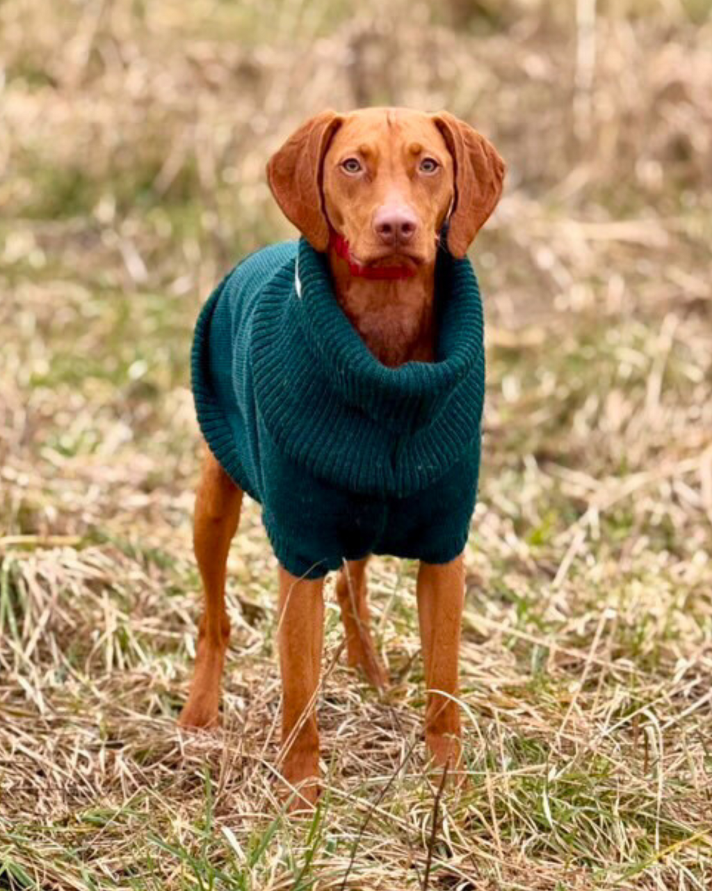 Extra Large British Wool Dog Jumper - product view 4