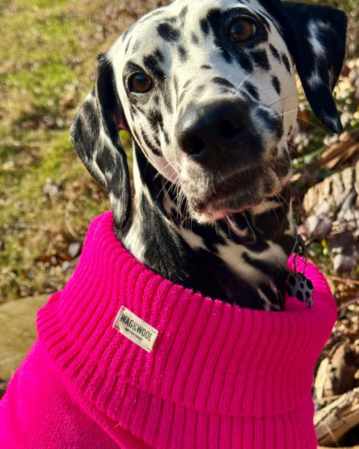 Extra Large British Wool Dog Jumper - product view 3