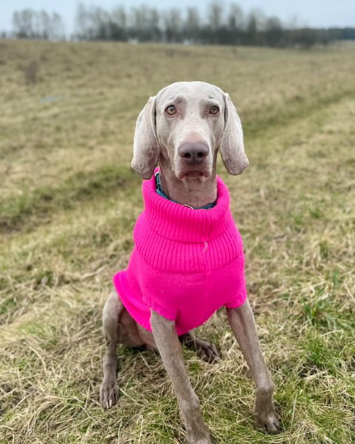 Extra Large British Wool Dog Jumper - product view 6