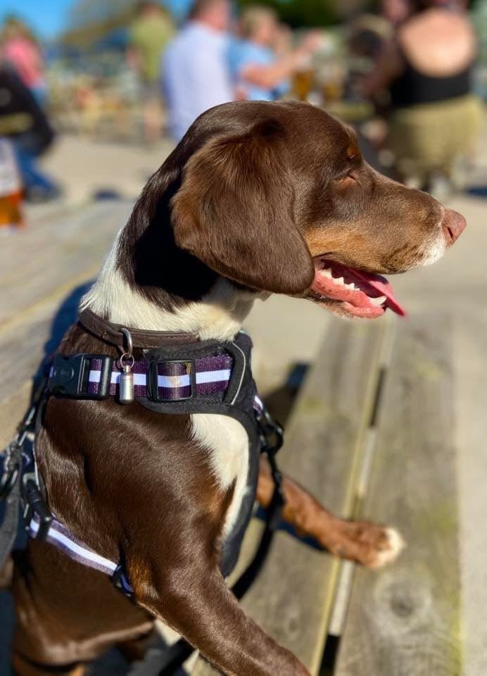 Rugged Rover™ No-Pull Dog Harness – Midnight Black
