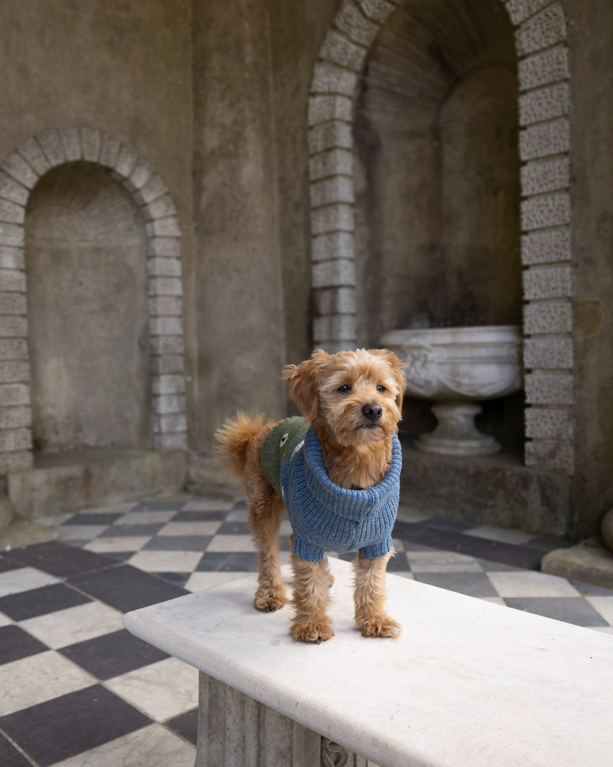 Blackface Sheep British Wool Dog Jumper - product view 2