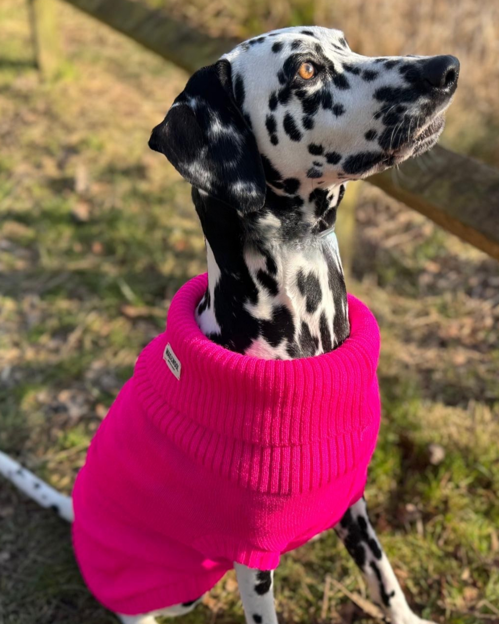 Extra Large British Wool Dog Jumper - product view 5