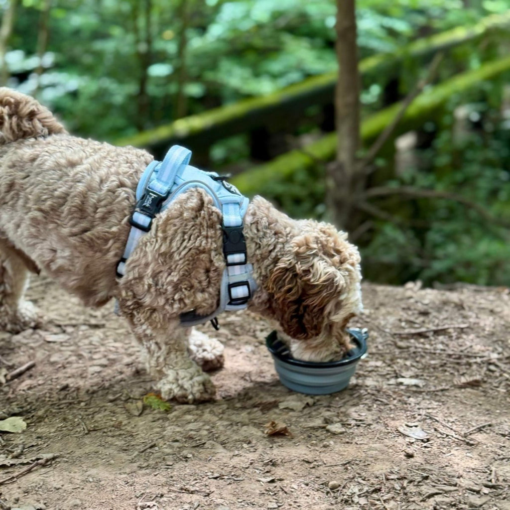 Grey Collapsible Dog Travel Bowl - product view 3