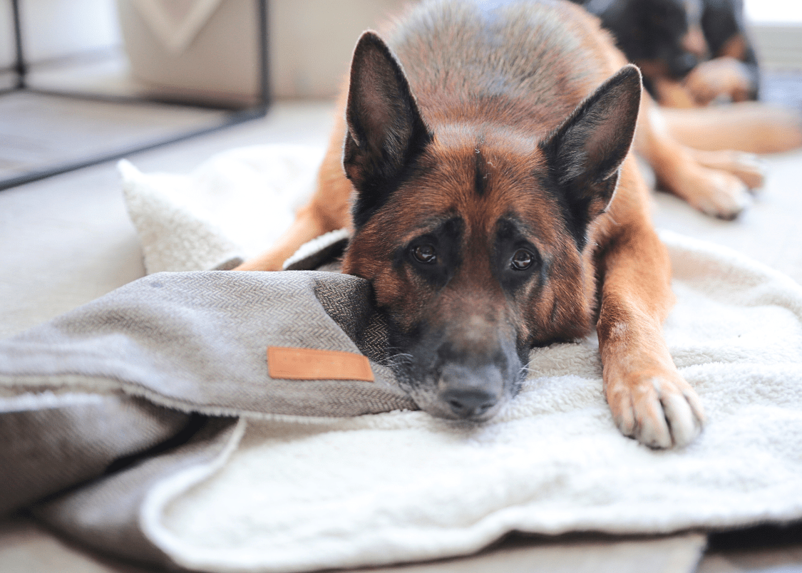 The Lincoln Tweed & Faux Fur Reversible Dog Blanket - product view 6