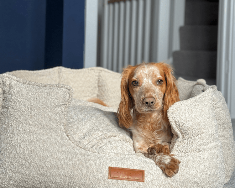 The Cotswold Bouclé High-Wall Dog Bed – product image 2