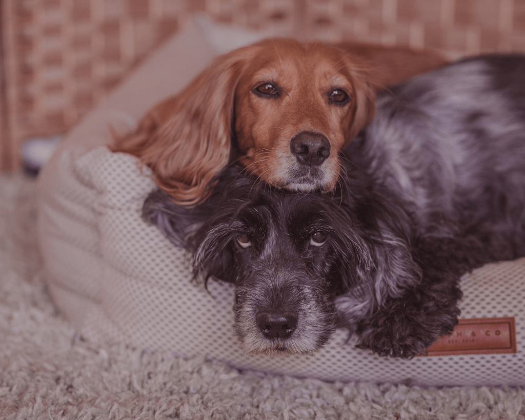 The Chatsworth Memory Foam Bolster Dog Bed – product image 12