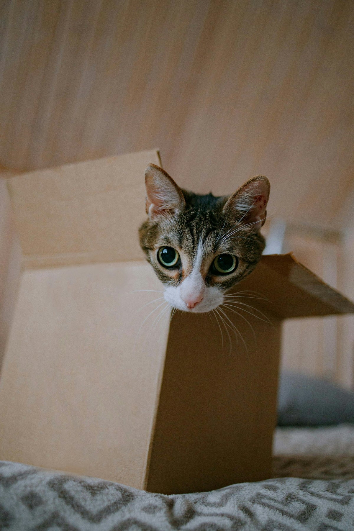 Curious tabby cat peeking from a cardboard box