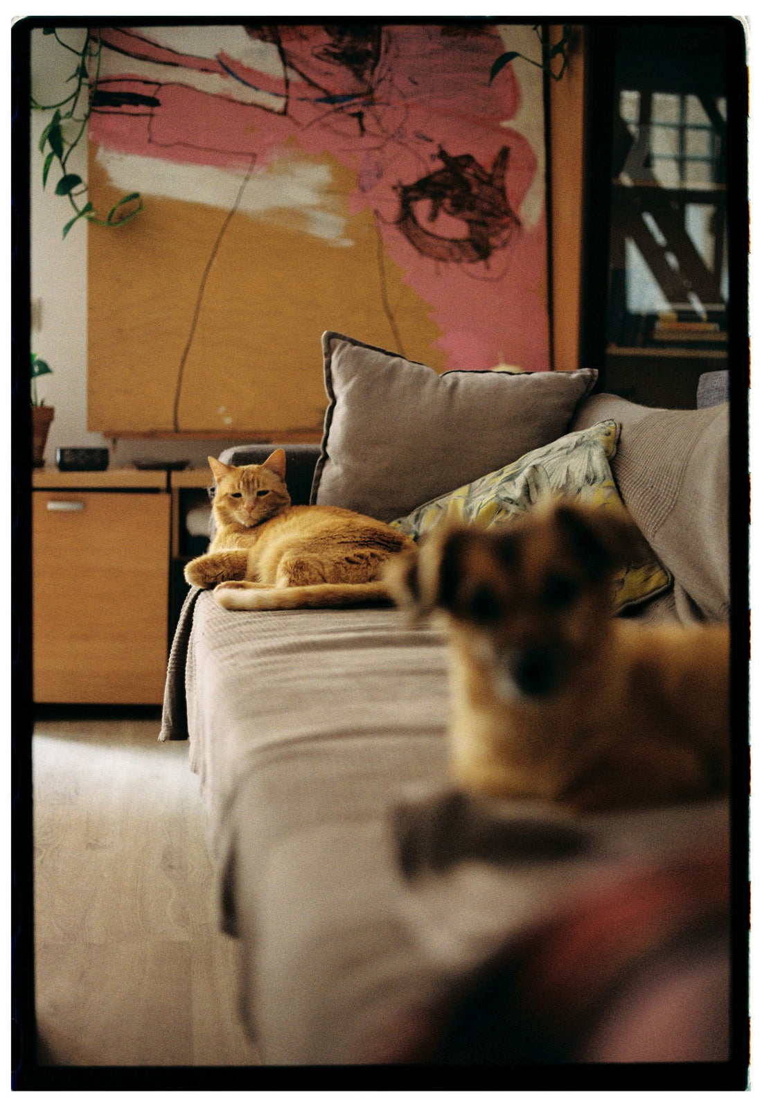 Cat and dog relaxing together in a warm home interior