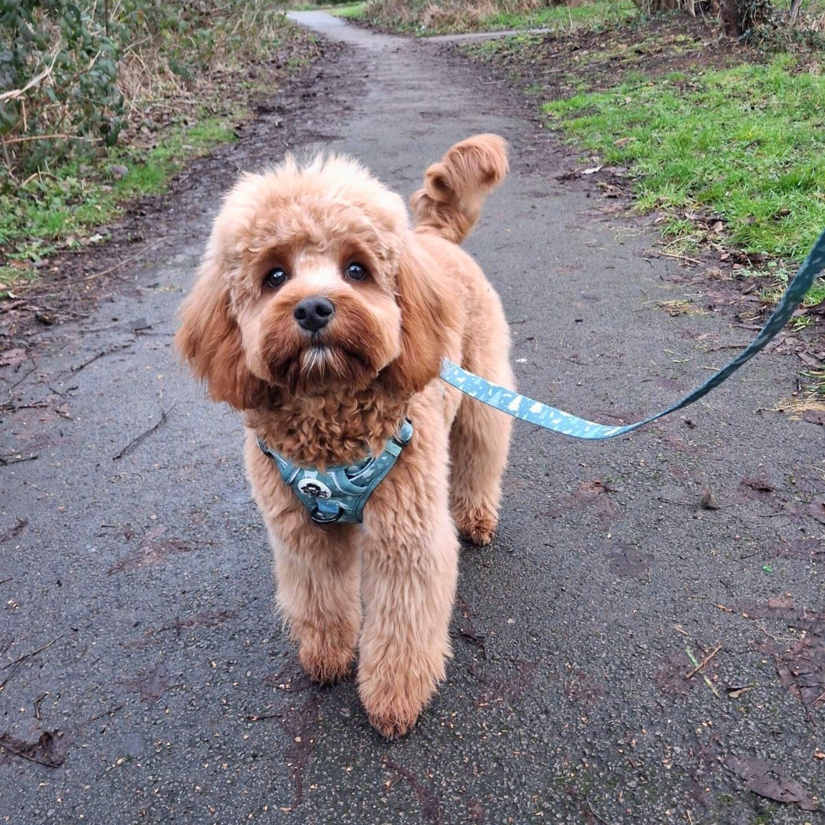 Evergreen Trails Dog Lead - product view 3