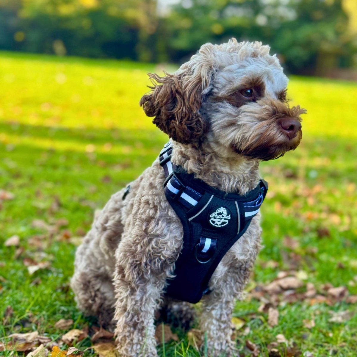Rugged Rover™ No-Pull Dog Harness – Midnight Black
